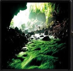 物種起源第三季百獸爭霸v1.7