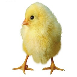 小雞快跑V完美12B版