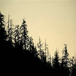 死亡森林0.2B測試版