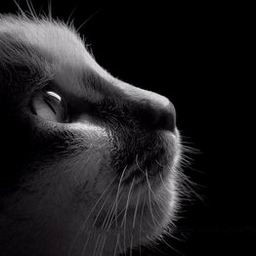 NaRuTo:血繼無(wú)雙1.0(電腦智能AI)