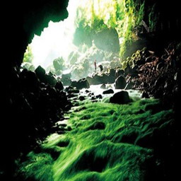 物種起源第三季【百獸爭霸】