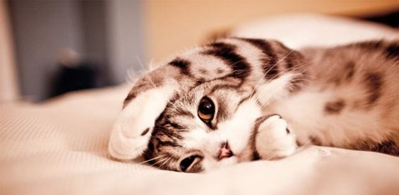 英雄世界1.0.33正式版地圖下載